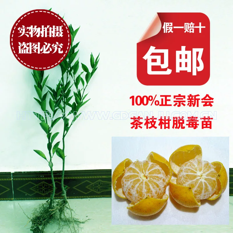 [Guangdong Xinhui mandarin tea branch seedling small green tangerine tree seedling authentic chenpi mandarin Pu-erh tea 2-year grafted fruit seedling]