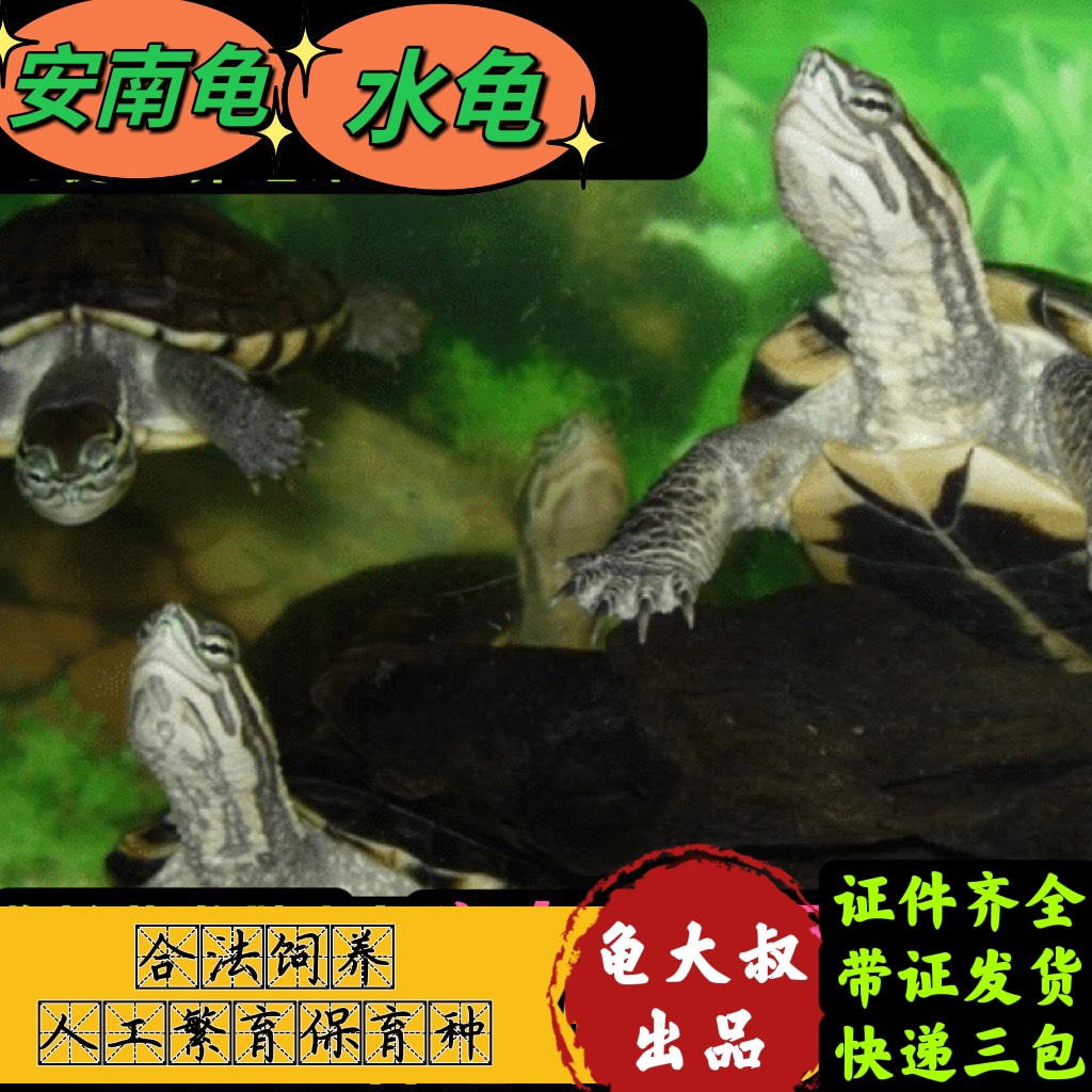 中华草龟活体龟苗批发金线龟宠物龟大小乌龟活物水龟观赏龟-阿里巴巴