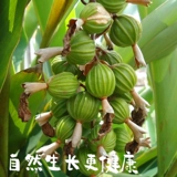 Новые товары без Sulkchuan Sand, Sichuan Sichuan Sands Rennate, Yan Mountain Ginger Ginger, радиопроизводство, овощи, приправленные 50G