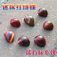 Натуральный аквариум, дизайнерский образец, 1-2см