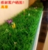 Bán hàng trực tiếp trong nhà cỏ giả với hoa nhựa cỏ mô phỏng cây xanh tường cao cỏ mã hóa ban công trang trí sân cỏ nhân tạo - Hoa nhân tạo / Cây / Trái cây Hoa nhân tạo / Cây / Trái cây
