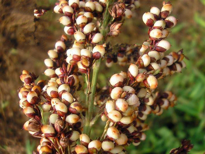 七祥现买现配 白高粱米 东北产非转基因有机高粱米14年新粮现货