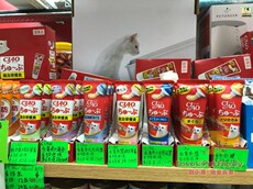 Кошки закуски