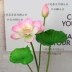 cây lựu giả Mô phỏng hoa sen giả hoa sen mô phỏng hoa nhựa hoa sen lá sen ao cá trang trí trang trí phòng khách cảnh quan cảnh quan cây xanh hoa hồng giả Hoa nhân tạo / Cây / Trái cây