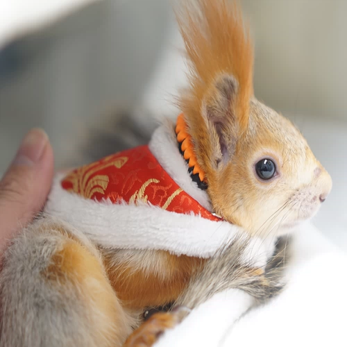 Squirrel Маленькая одежда с радостью продает фотографии шеи Mengwei, все они подходят для теплых и красивых маленьких костюмов для домашних животных