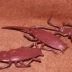 safari chính hãng mô phỏng mô hình động vật đồ chơi đồ trang trí nhận thức của trẻ em mô hình côn trùng gián - Đồ chơi gia đình