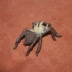 safari chính hãng số lượng lớn mô phỏng động vật côn trùng mô hình đồ chơi nhện độc - Đồ chơi gia đình