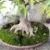 Ngọc hộp phân bón phát hành chậm phân bón hộp ngọc phân bón hộp đặc biệt nhập khẩu ngọc thụ tinh hộp nguồn cung cấp vườn bonsai phân bón hộp Nguồn cung cấp vườn