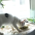 Mèo ăn nhẹ mèo Kingkitty với bánh quy cá nhỏ hương vị cá ngừ vào mèo nhỏ mole đào tạo dinh dưỡng