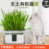 Đồ ăn nhẹ cỏ mèo đỏ, không có đất, catnip, tẩy lông, kem dưỡng tóc, lúa mì thủy canh, mèo, vật tư mèo, trồng trong chậu - Đồ ăn nhẹ cho mèo thức ăn cho mèo con 2 tháng tuổi Đồ ăn nhẹ cho mèo