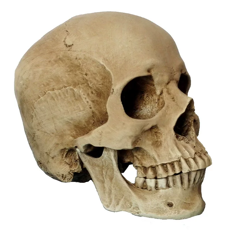 Physiological human head, skeleton, art skull model, anatomy