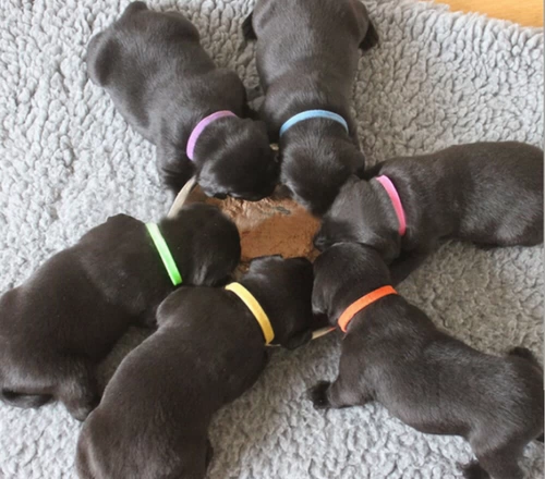 Узнавание щенка Круг Кухня Кот Молоко собака домашний кролик -кролик