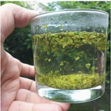 Высококачественный зеленый чай, 500 грамм