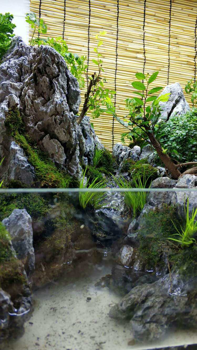 水陆缸植物青龙石造景室内景观松皮石沉木巴西树现场设计