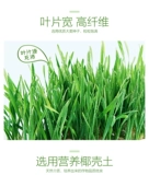 Бесплатная доставка Crystal Cat набор для удаления шариков для волос, чтобы помочь пищевой жидкости для пищеварения жидкости и закуски для кошек для игрушек