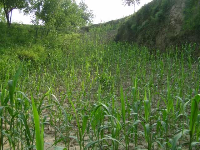 山西吕梁山农家黑小米胜黄小米贡米小黑米全场任选5斤包邮