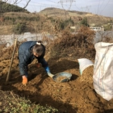 Свежие уши папки Guizhou не являются СЕИХУАНСКИЕ Специальные фермеры, теперь копают холодные смешанные houttuynia трава дикие нежные корни 2 фунта бесплатной доставки