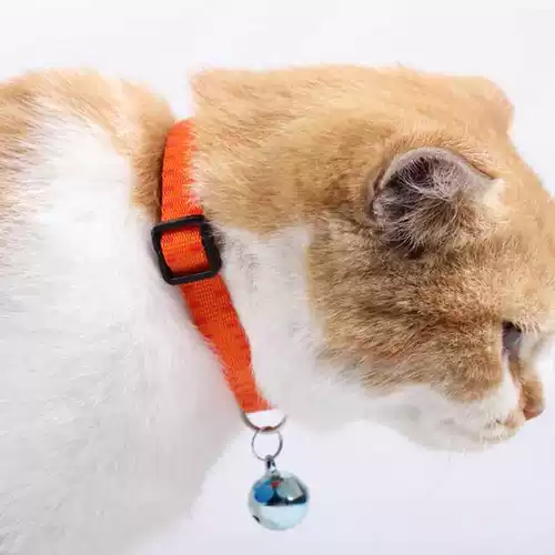 Маленькие глупые домашние животные, снимающие кольца блох.