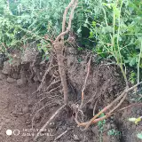 Недавно выкапывая свежие основные корни Astragalus для пропитанной воды в медицину Fresh Astragalus, кусок подлинного астрагала, не являющегося партийным женьшенным