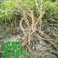 Недавно выкапывая свежие основные корни Astragalus для пропитанной воды в медицину Fresh Astragalus, кусок подлинного астрагала, не являющегося партийным женьшенным