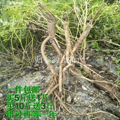 Недавно выкапывая свежие основные корни Astragalus для пропитанной воды в медицину Fresh Astragalus, кусок подлинного астрагала, не являющегося партийным женьшенным