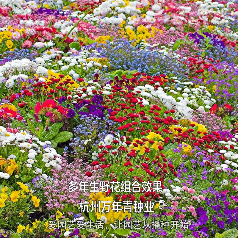 花卉种子种植的最新趋势