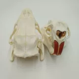 Настольный образец, маска, натуральный морской конструктор, череп из грецкого ореха