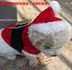 Pet quần áo Giáng sinh Quần áo chó XXS giải phóng mặt bằng giá rẻ - Quần áo & phụ kiện thú cưng áo cho mèo chó Quần áo & phụ kiện thú cưng