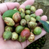 Чай «Горное облако», масло камелии, детский горный чай для беременных, 500 мл