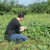 Xiajiang New Shin Red Bean 500G/Non -Chi Xiao Bean/Fean Outty Fice/старый сорт Разное зерно/горы Маленькая красная фасоль