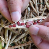 Xiajiang New Shin Red Bean 500G/Non -Chi Xiao Bean/Fean Outty Fice/старый сорт Разное зерно/горы Маленькая красная фасоль