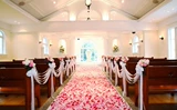 Новые лепестки розовые лепестки Свадьба Свадебная свадебная