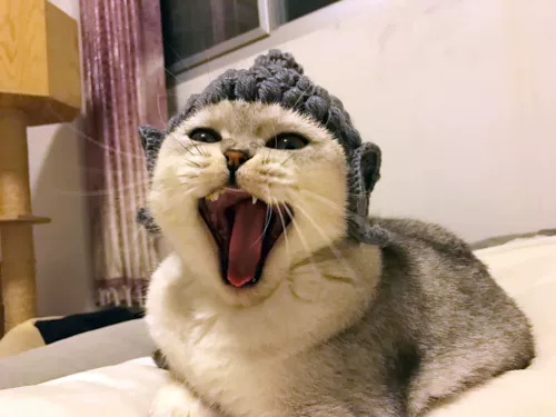 Будда шерстяная шляпа шляпа шляпа вязаная шляпа шляпа плюшевая собака