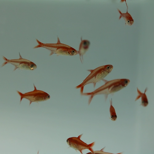 Спитфайр -фонарь рыба живой борьба с рыбами тропическая рыба наблюдает