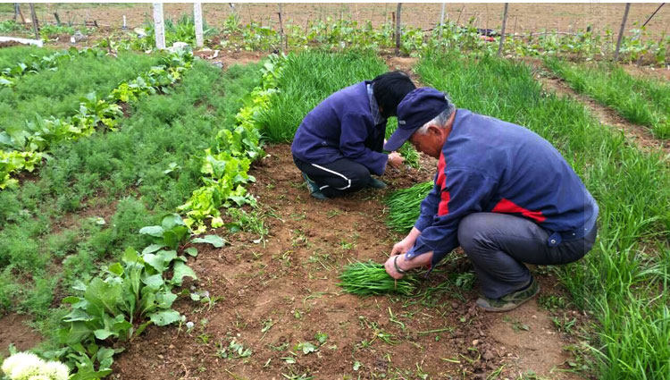 人工摘菜,都是当日的菜当日摘,保证新鲜.