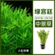 (Среднее время CAO) Big Green Palace 18-20см