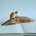 Sáng tạo chút ếch đồ trang trí dễ thương động vật mô phỏng nhựa lá quà tặng trang trí để gửi con trai xung quanh ếch Trang trí nội thất