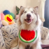 Милый водонепроницаемый слюнявчик, нагрудник, шарф, подходит для подростков