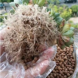 Многослойная почва, полимены, почвенная подлинная многокомпозитная пищевая шарики, почва, почва, посадка корня для волос почвы, помещение поверхности магазина.