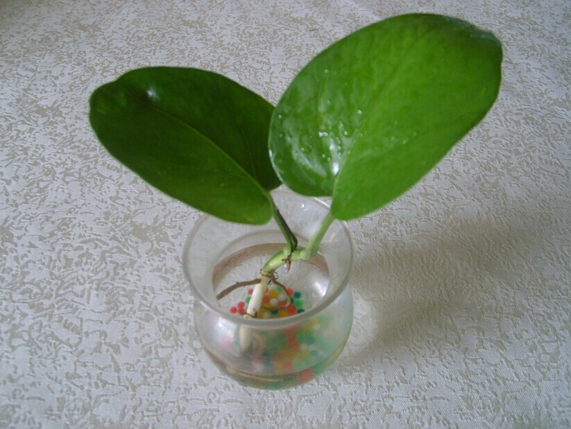 大叶 绿萝 扦插苗 大型室内常青盆栽绿植 养眼环保净化空气