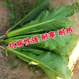 Four Seasons Green Sirdles указывает семена Xiaoba Cai/Four Seasons Green Sircori Capbag