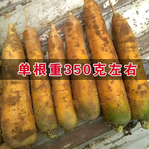 Вестерн -желтый женьшень органический морковный семена Желтая морковь, семена желтых овощей, семена, холодная устойчивость, горячая и вкусная