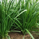 Ароматные семена лука маленькие листья старые сорта аромат богатый.