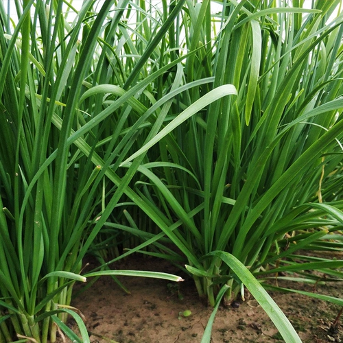 Ароматные семена лука маленькие листья старые сорта аромат богатый.