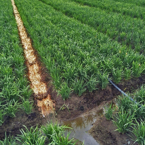 Ароматные семена лука маленькие листья старые сорта аромат богатый.