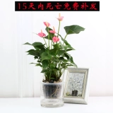 Лучшее время для горшечных растений, цветов и растений, крытого антрацита, розовой ладони, белой ладони и четырех сезонов гидропоники, наблюдая за цветами и зелеными растениями, удачи