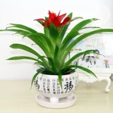 Hongyun - это цветок в горшках, маленькая красная звезда маленькой красной звезды, цветы цветов, зеленое растение зеленого растения, четыре сезона, очищение воздушного ананаса