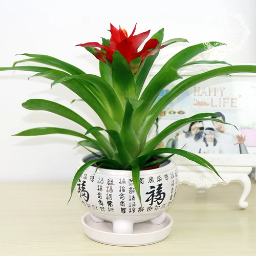 Hongyun - это цветок в горшках, маленькая красная звезда маленькой красной звезды, цветы цветов, зеленое растение зеленого растения, четыре сезона, очищение воздушного ананаса