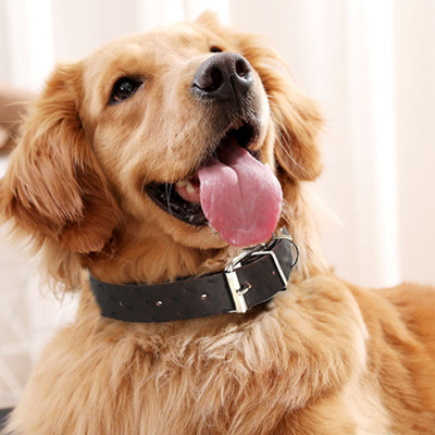 狗狗项圈大中型犬狗圈哈士奇 商品反馈