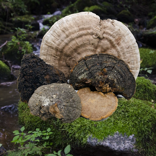 Горная хребта Чанбай Ганодерма Люсидум Поздний туфли